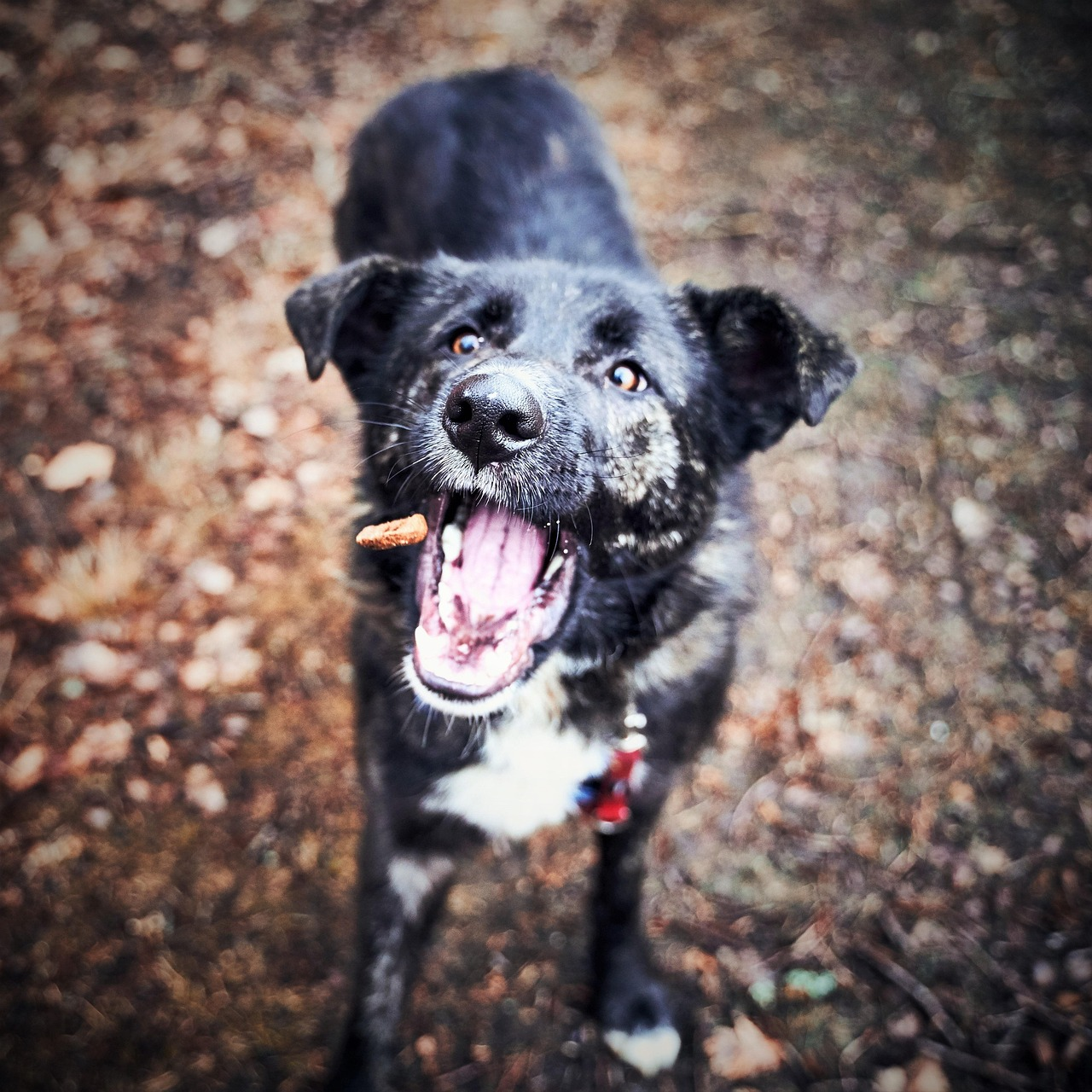 dogdeliciousfeednaturecatchfuntostrolldogfoodpetrewardcuteanimalfurnosepetsportraitwildlifehybriddogfooddogfooddogfooddogfooddogfoodreward