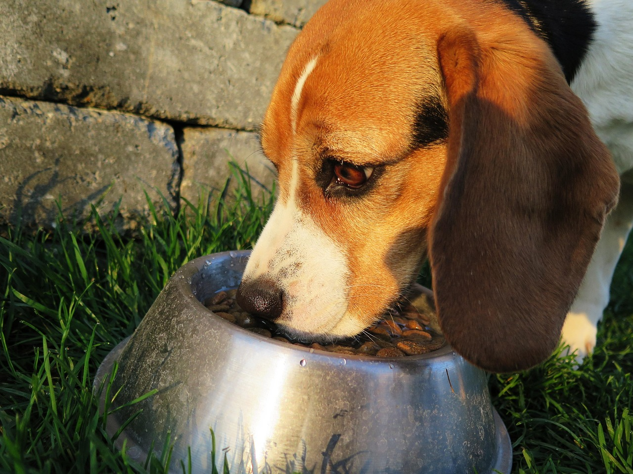 dogmealfoodbowldogfoodfeedfooddrygardenanimalnaturedomesticanimaldomesticdogpurebreddogbeaglefeedinghuntingdogpetrewardwildlifebrownhungrydogfooddogfooddogfooddogfooddogfood