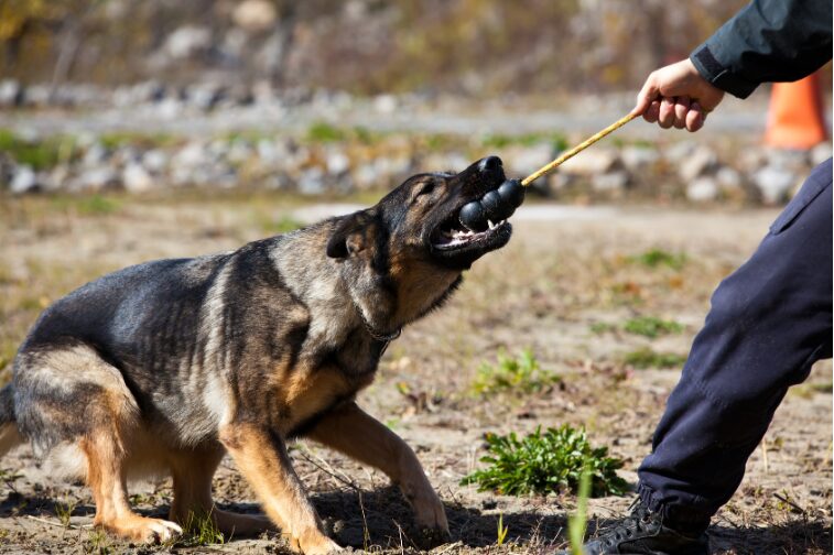 犬の訓練用グローブ