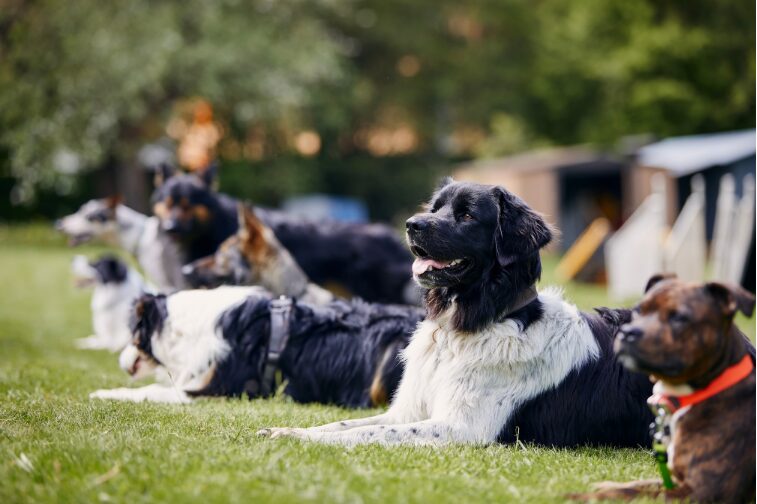 犬の訓練用グローブ