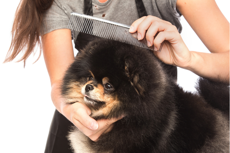 犬用くし