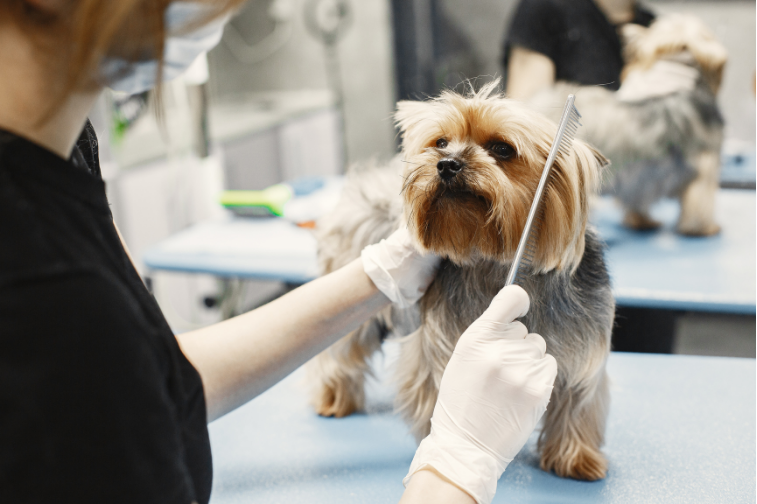 犬用くし