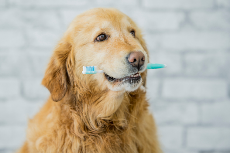 犬用デンタルケア・オーラルケア