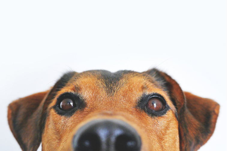 犬用目のケア