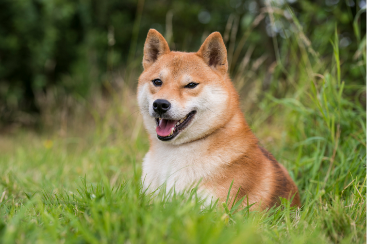 犬用目のケア