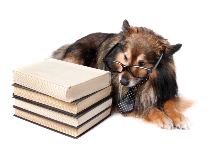 犬用知育玩具