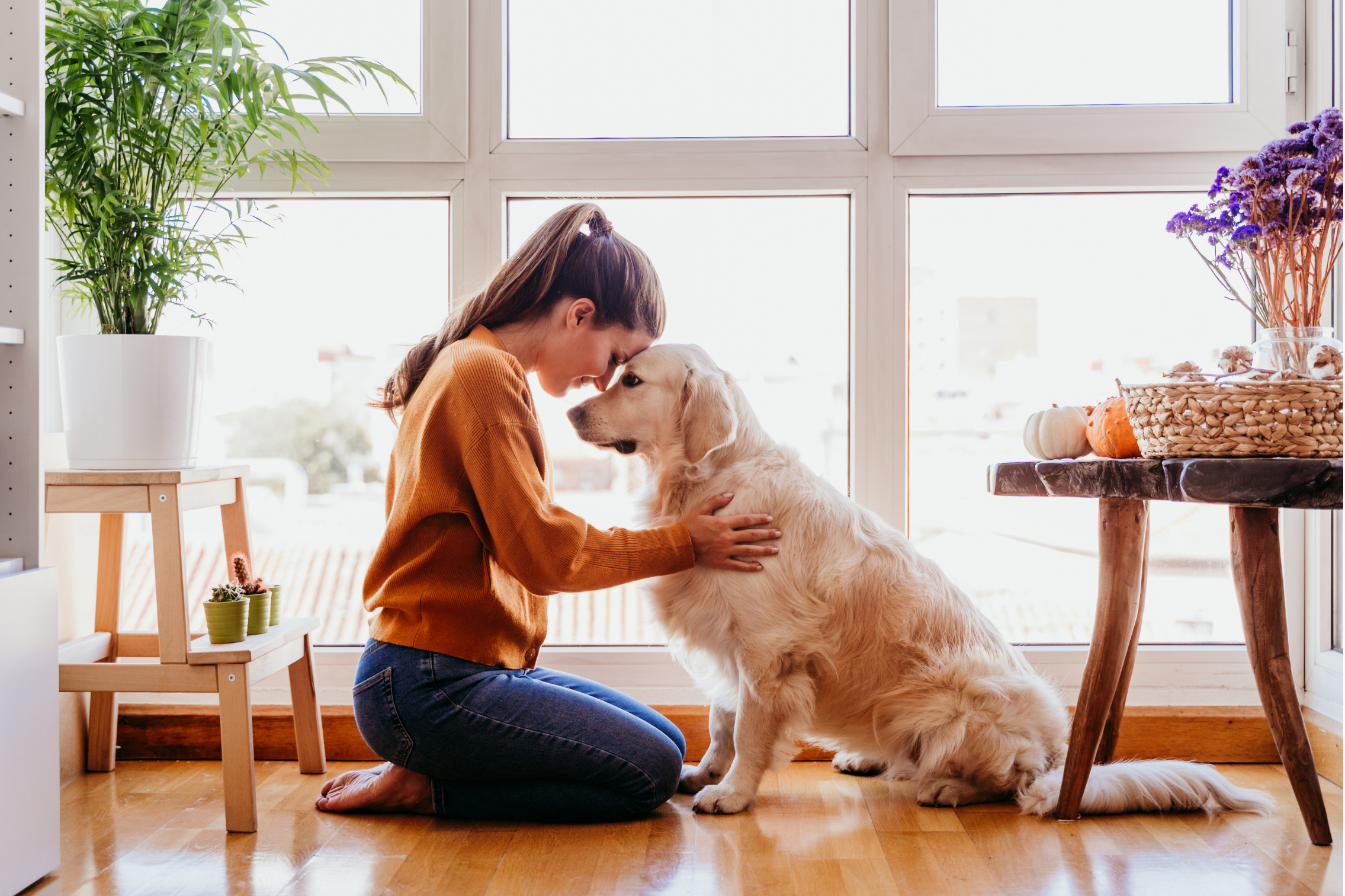 犬除菌・消臭剤