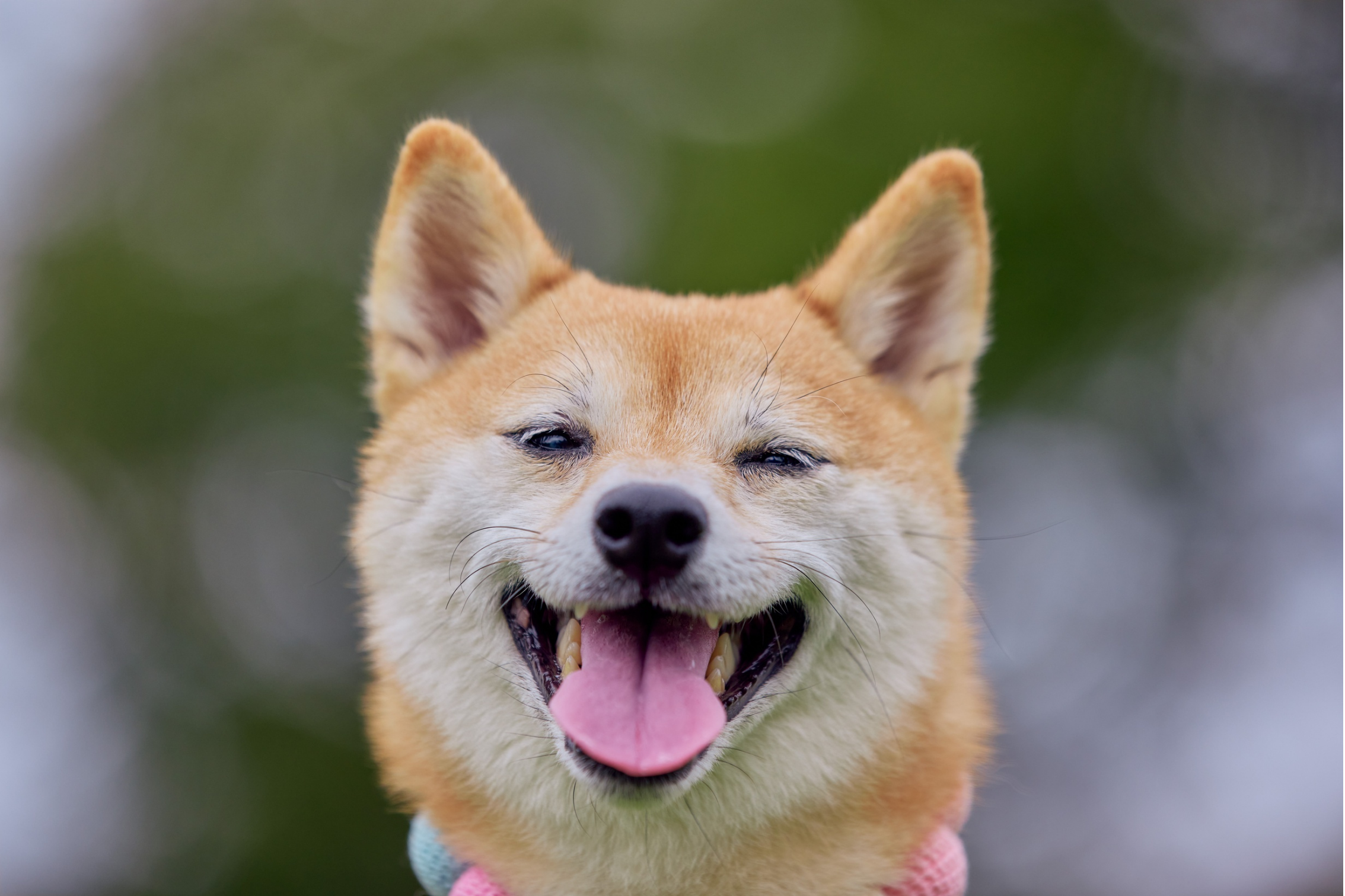 犬除菌・消臭剤