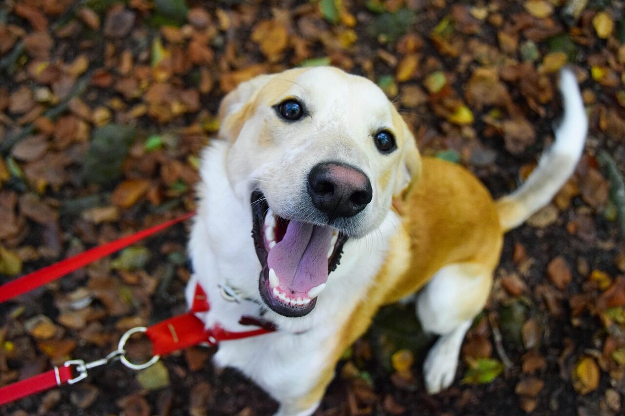 autumndogautumnpuppypetforestanimaldogphotographyphotographylabradormixdogrescuedogautumnleavesdogrunninghappydogexciteddogbrownrunningbrownrunnaturebrownphotographybrownpuppy