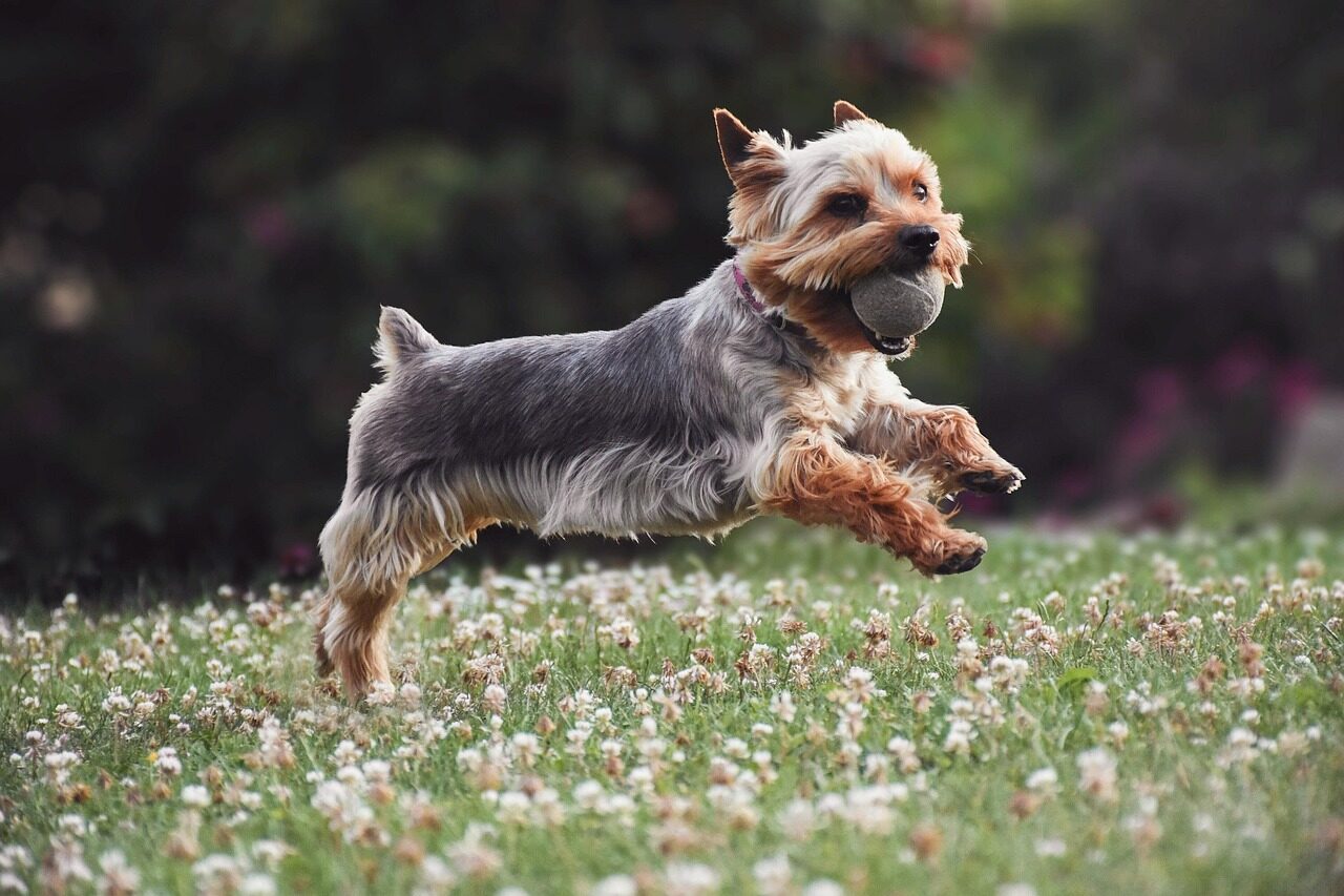 dogpetanimalplayfulrun