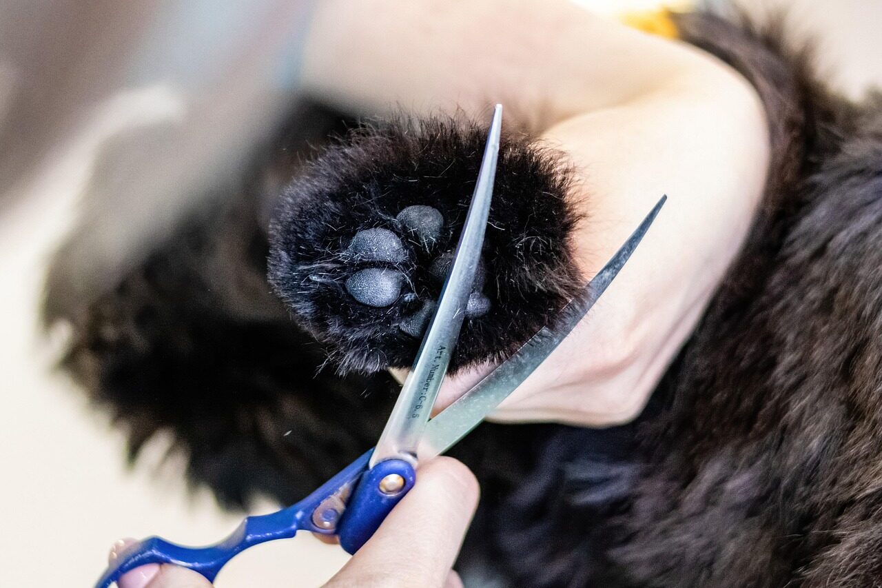 groomingpetdogpetcareanimalcaninepetsalonpuppy