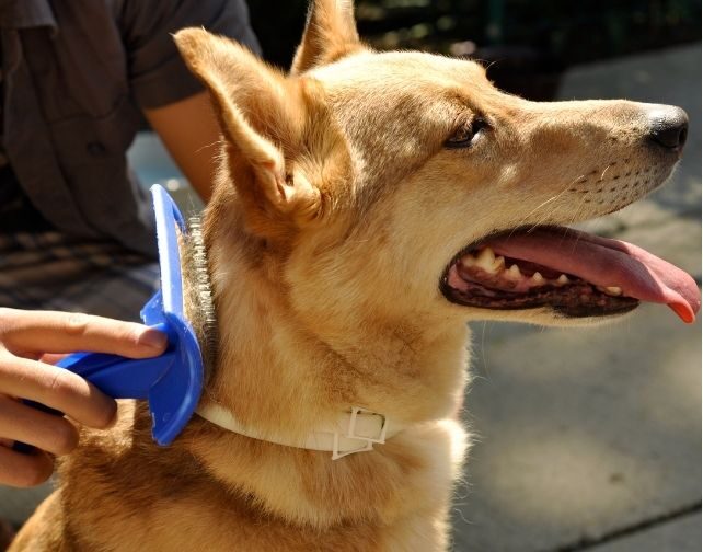 犬用くし