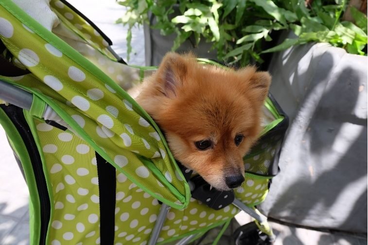 犬用カート