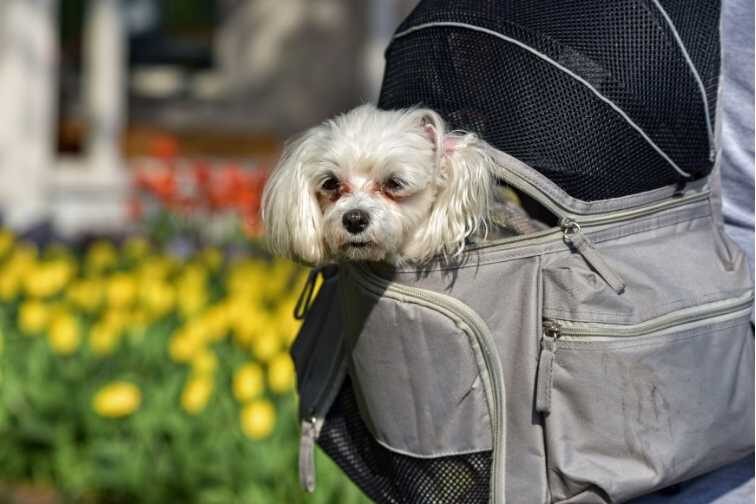 犬用リュック