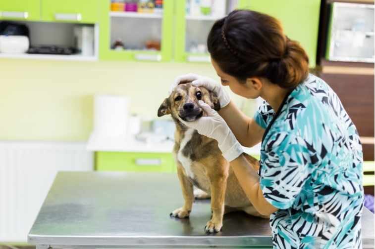 犬用目のケア