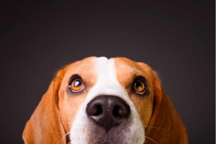 犬用目のケア