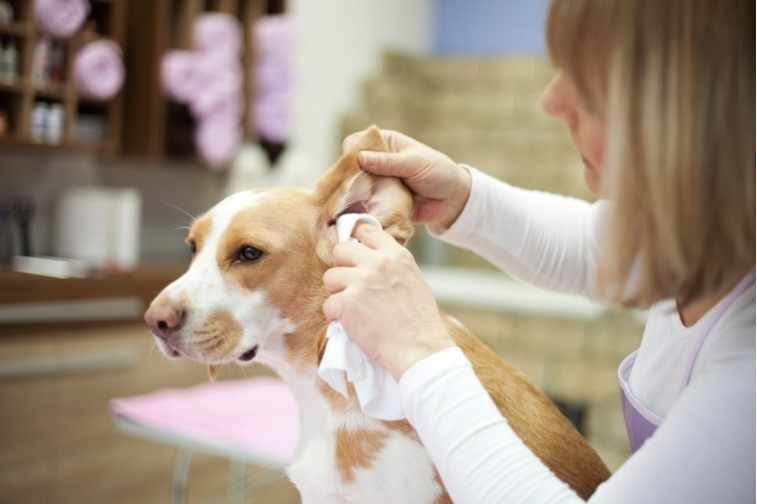 犬用耳のケア