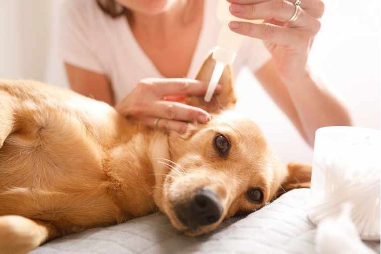犬用耳のケア