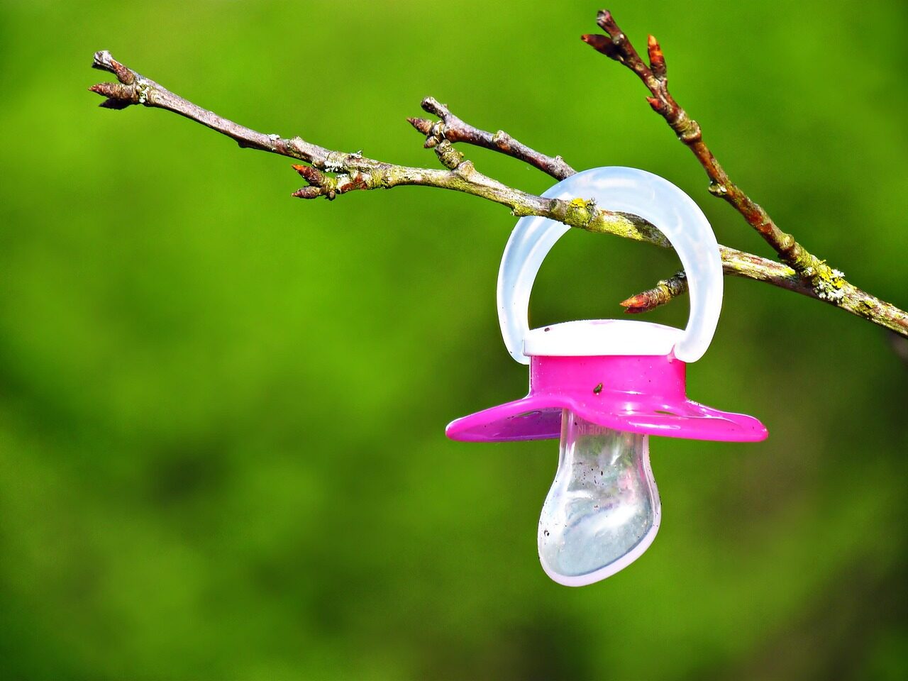 treepacifiersuspendedbranchnaturechild